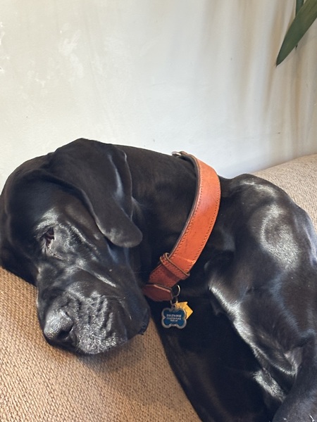 Entry image for Mulligan . Clicking this image will show a larger photo