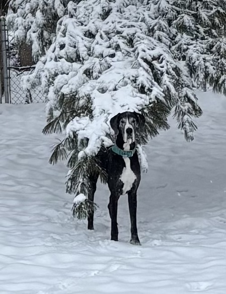 Entry image for Murphy . Clicking this image will show a larger photo