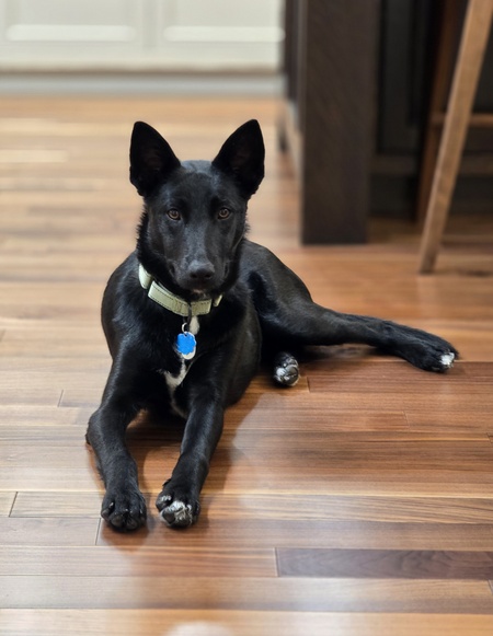 Entry image for Laika. Clicking this image will show a larger photo