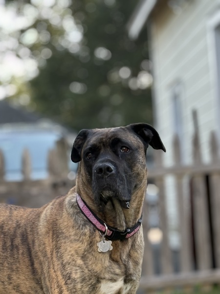 Entry image for Delilah. Clicking this image will show a larger photo