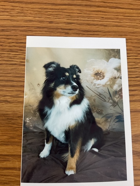 Entry image for Dakota. Clicking this image will show a larger photo
