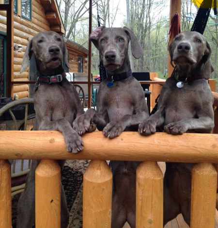 Entry image for Molly, Luna and Storm . Clicking this image will show a larger photo