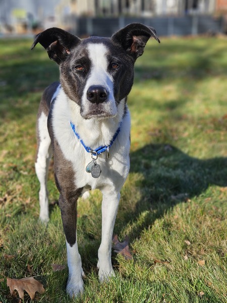 Entry image for Finn. Clicking this image will show a larger photo