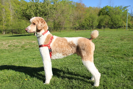 Entry image for Oliver. Clicking this image will show a larger photo