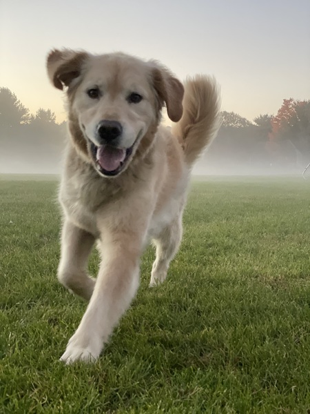 Entry image for Charlie . Clicking this image will show a larger photo