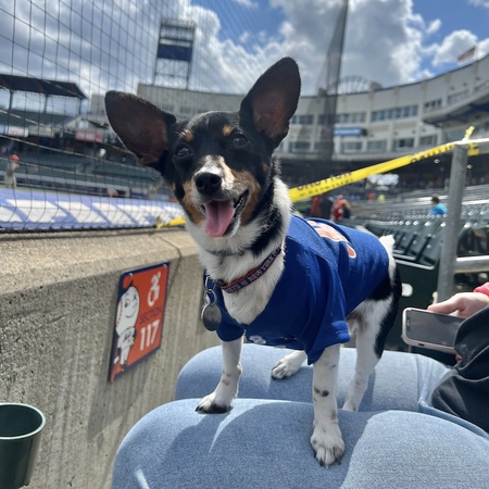 Entry image for Benny. Clicking this image will show a larger photo