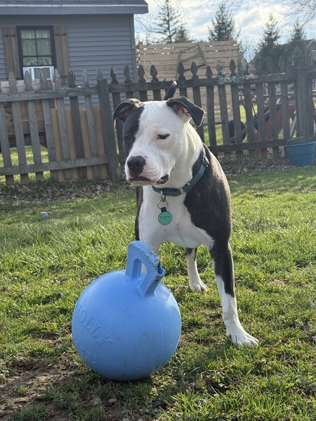 Entry image for Bogey. Clicking this image will show a larger photo