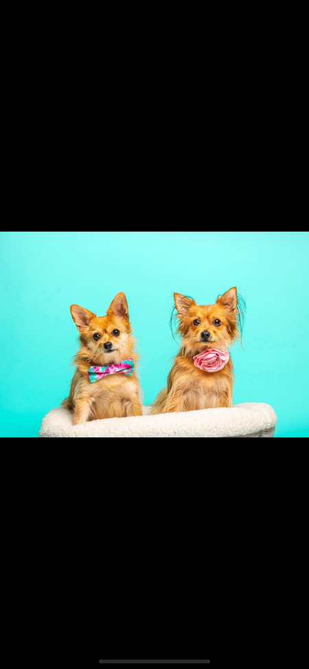Entry image for Marley “Papi” and Ruthie “BG”. Clicking this image will show a larger photo