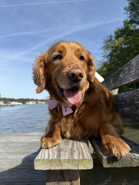 Entry image for Penny. Clicking this image will show a larger photo