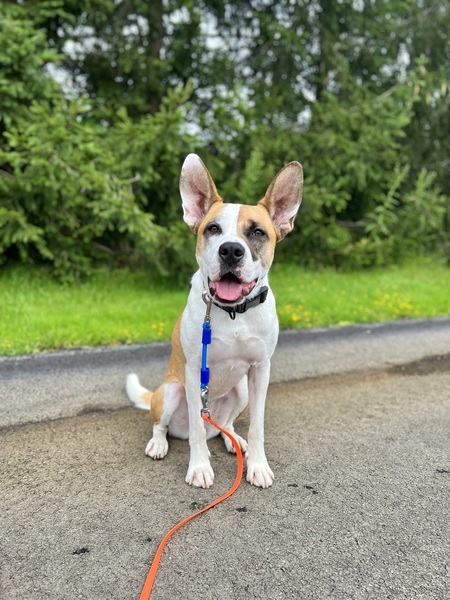 Entry image for Ruby. Clicking this image will show a larger photo