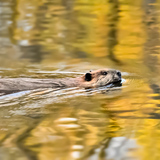 Entry image for Sunset Beaver