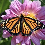 Entry image for Monarch