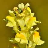 Entry image for Yellow Flower