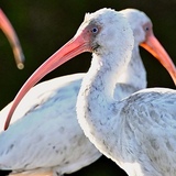 Entry image for White Ibis