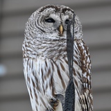 Entry image for Barred Owl