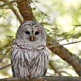 Entry image for Mother Owl