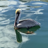 Entry image for Pelican At Rest