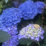 Entry image for Hydrangea Heaven 