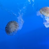 Entry image for Underwater Dance