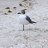 Entry image for Siesta Key One Leg