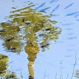 Entry image for Sarasota Fish Pond