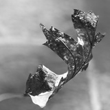 Entry image for Leaf