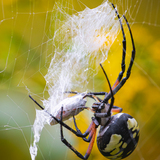 Entry image for Saving A Snack With A Friend