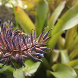 Entry image for Aechmea Gamosepala