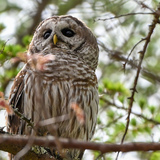 Entry image for Owl in Woods