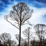Entry image for Trees Winter Chatfield Hollow Killingsworth