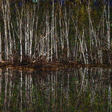 Entry image for Birches Finland Lake Summer