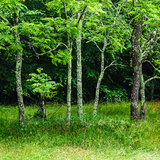 Entry image for Trees East River Reserve Guilford Spring