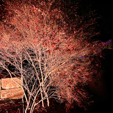 Entry image for Light Show San Francisco Winter