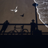 Entry image for Sandy Shores and Shadowed Wings