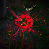 Entry image for The Butterfly and the Red Spider Lily