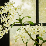 Entry image for Orchid Sheltered from the Rain