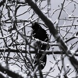 Entry image for Portrait of a Grackle