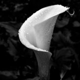 Entry image for Droplets of Purity 
