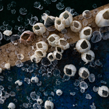 Entry image for Dancing Barnacles on Boat