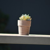Entry image for Quiet Growth