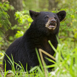 Entry image for In the Forest