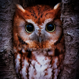Entry image for Bob