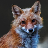 Entry image for Father Fox Portrait