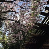 Entry image for The First Spring