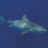 Entry image for Tiger of the Deep