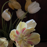 Entry image for Hushed Tulips