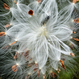 Entry image for Angels Ascending