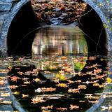 Entry image for Autumn Bridge