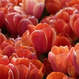 Entry image for Tulipa