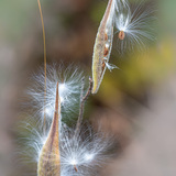 Entry image for Autumn Milkweed
